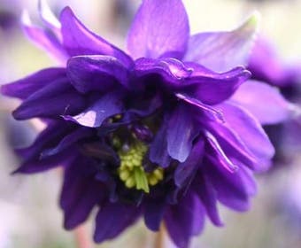 Akelei (Aquilegia vulgaris 'Blue Barlow')