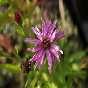 Aster 'Peter Harrison'