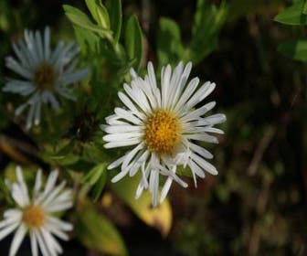 Aster (Aster novi-angliae 'Herbstschnee')