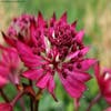 Zeeuws knoopje (Astrantia major 'Ruby Wedding')
