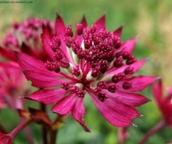 Zeeuws knoopje (Astrantia major 'Ruby Wedding')
