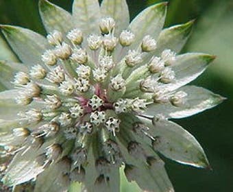 Zeeuws knoopje (Astrantia major 'Snow Star')