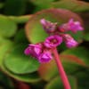 Schoenlappersplant (Bergenia cordifolia 'Eroica')