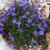 Klokje (Campanula garganica )