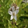 Klokje (Campanula lactiflora 'Alba')