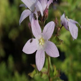 Klokje (Campanula lactiflora 'Loddon Anna')