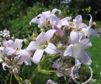 Klokje (Campanula lactiflora 'Pouffe')