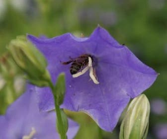 Klokje (Campanula persicifolia 'Telham Beauty')