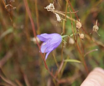 Klokje (Campanula rotundifolia 'Olympica')