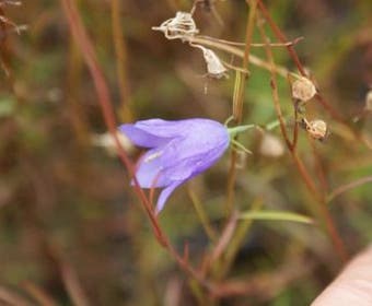 Klokje (Campanula rotundifolia 'Olympica')
