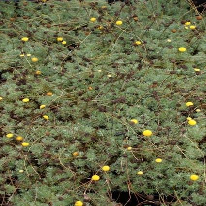 Vedermos (Cotula hispida)