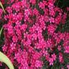 Steenanjer (Dianthus deltoides 'Brilliant')
