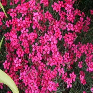Steenanjer (Dianthus deltoides 'Brilliant') Bio
