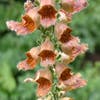 Vingerhoedskruid (Digitalis ferruginea 'Gelber Herold')