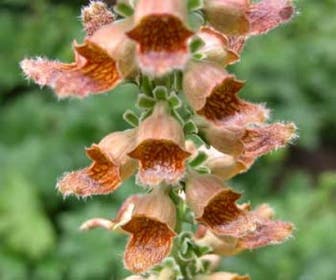 Vingerhoedskruid (Digitalis ferruginea 'Gelber Herold')