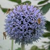 Kogeldistel (Echinops bannaticus)