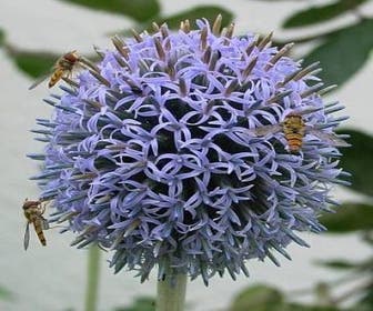 Kogeldistel (Echinops bannaticus)