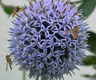 Kogeldistel (Echinops bannaticus)