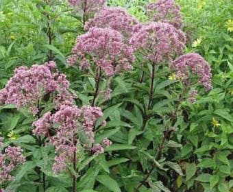 Leverkruid (Eupatorium maculatum 'Purple Bush')