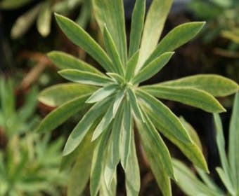 Wolfsmelk (Euphorbia characias 'Humpty Dumpty')