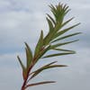 Wolfsmelk (Euphorbia palustris 'Walenburg's Glorie')