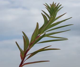 Wolfsmelk (Euphorbia palustris 'Walenburg's Glorie')