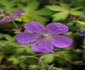 Ooievaarsbek (Geranium 'Blue Sunrise')