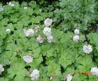 Ooievaarsbek (Geranium cantabrigiense 'St. Ola')