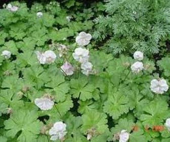 Ooievaarsbek (Geranium cantabrigiense 'St. Ola')