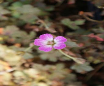 Ooievaarsbek (Geranium 'Tanya Rendall')