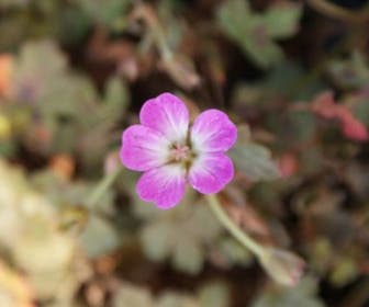 Ooievaarsbek (Geranium 'Tanya Rendall')
