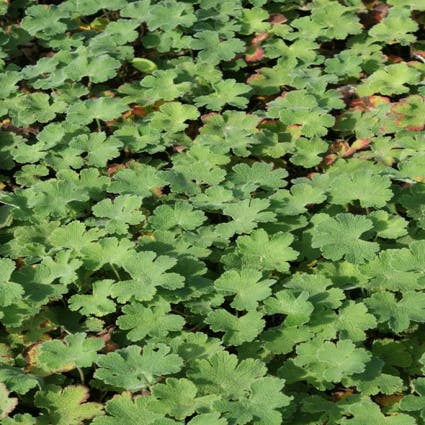 Geranium renardii