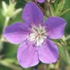 Ooievaarsbek (Geranium sylvaticum 'Birch Lilac') Bio