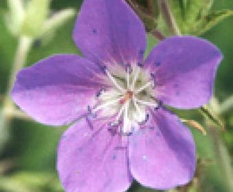 Ooievaarsbek (Geranium sylvaticum 'Birch Lilac')