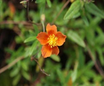 Zonneroosje (Helianthemum 'Bronzeteppich')