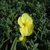 Zonneroosje (Helianthemum 'Wisley Primrose')