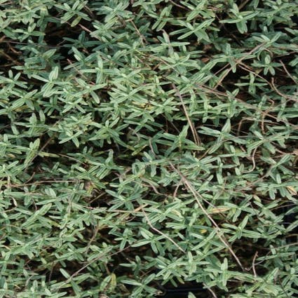 Zonneroosje (Helianthemum 'Wisley Primrose')