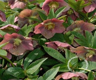Nieskruid (Helleborus purpurascens)