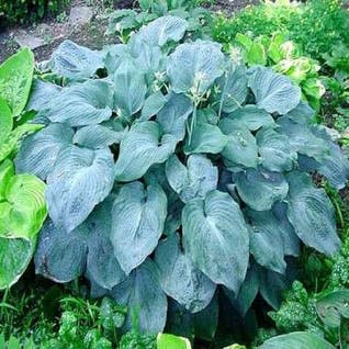 Hosta 'Blue Angel' (Funkia/Hartlelie)