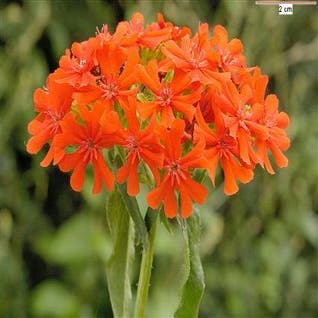 Brandende liefde (Lychnis chalcedonica) Bio