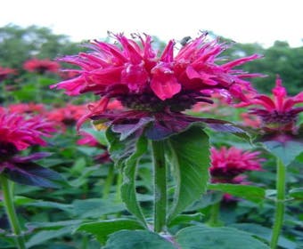 Bergamotplant (Monarda 'Marshall's Delight')