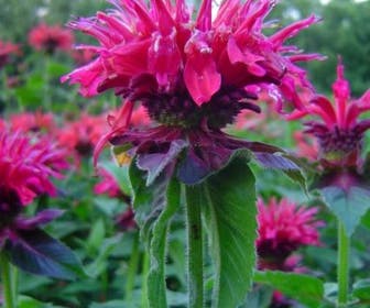 Bergamotplant (Monarda 'Marshall's Delight')