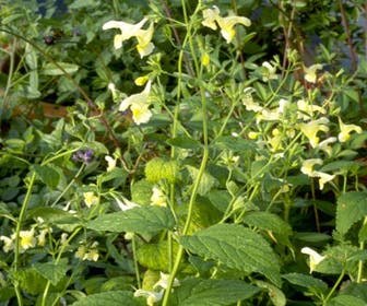 Kattenkruid (Nepeta govaniana)