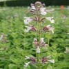 Kattenkruid (Nepeta grandiflora 'Dawn to Dusk')