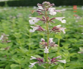 Kattenkruid (Nepeta grandiflora 'Dawn to Dusk')