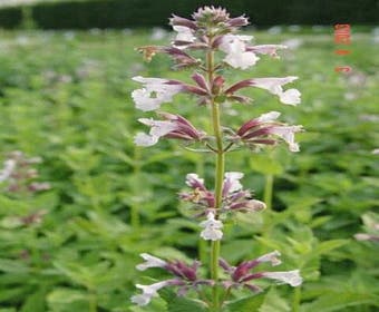 Kattenkruid (Nepeta grandiflora 'Dawn to Dusk')