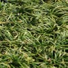 Slangebaard / Japans slangengras (Ophiopogon japonicus 'Minor')