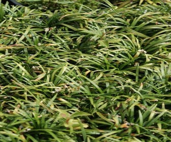 Slangebaard / Japans slangengras (Ophiopogon japonicus 'Minor')