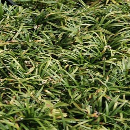 Slangebaard / Japans slangengras (Ophiopogon japonicus 'Minor') Bio