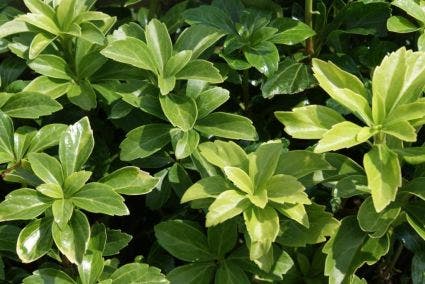 Pachysandra